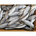 Horse Mackerel Landfrozen Trachurus japonicus 16-20cm